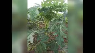 पपई चे शेत आहे