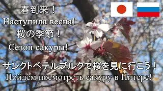 ペテルブルクで桜を見に行こう！Пойдём посмотреть сакуру в Питере!