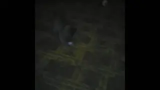 Котёнок Васька играет в клубочек