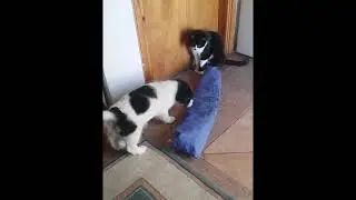 Funny puppy steal things and hide in his house