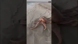 ¿Un Pulpo Muy Satisfactorio?😱