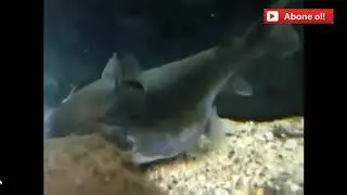 Herşeyi yutan balıkkendinden büyük balıgı yutuyor