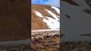 Стадо оленей с молодняком мигрируют на южные пастбищные территории. #reindeer  #природа #deer
