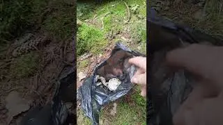 Тихая охота вместо рыбалки