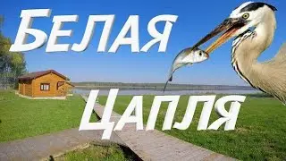 Белая Цапля