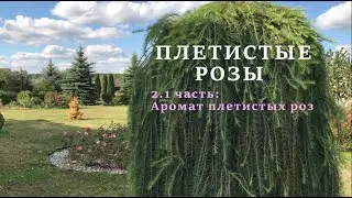 ПЛЕТИСТЫЕ РОЗЫ 2.1 часть: Аромат плетистых роз. Питомник 🌹 и 🌲 Е. Иващенко