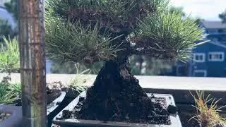 Patricia O'Connor, The Bonsai Balcony; Age of Trees.