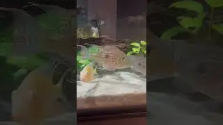 Feeding the South American Cichlid Tank!