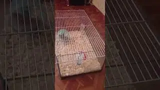 #пришествиехомяков