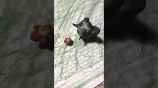 Приключения Мони серия 1 .  Как вам!!!????!!?:)))