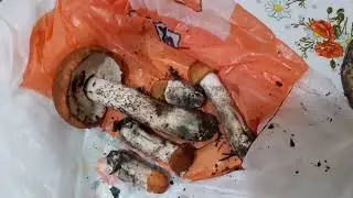 (18+)Грибочки ,без чекушки