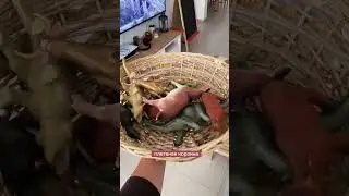 Вещи с улицы в нашем доме!