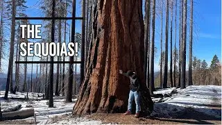 Hiking in the snow! Sequoia national park!