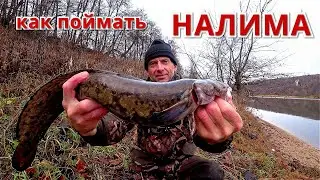 ВОТ ЭТО НАЛИМ!  Рыбалка на ночные донки. ОКА ноябрь 2021.