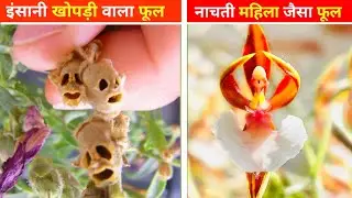 Top 10 flowers | Top 10 facts in hindi | skull flower | #facts #top10facts #incrediblefacts