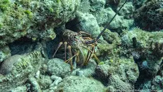 BAHAMAS LOBSTER SEASON 2023