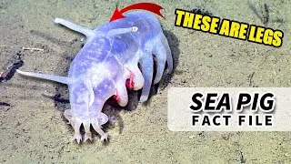 Sea Pig Facts: DEEP SEA CUCUMBERS | Animal Fact Files