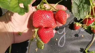 Дульсинея! Вкус медовый! Очень сладкая земляника🍓