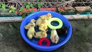 Yellow baby ducklings feeding and swimming so cute