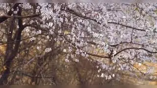 Puo U kekhrie (Angami hymnal song)