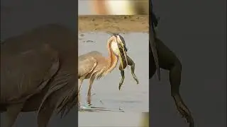 It's incredible how a wild Heron can eat a huge frog!
