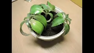 Kalanchoe is a medicinal houseplant. Repotting.