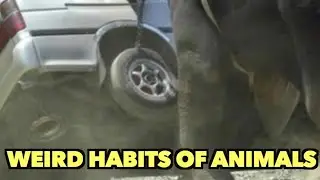 Weird Habits of Animals