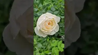 Первая роза🌹🌸💮