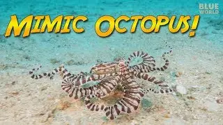 The Mimic Octopus (can it REALLY impersonate other animals?)