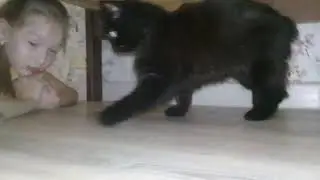 Кошки мышки, мышь не пострадала