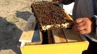 Отбор маток из нуклеусов