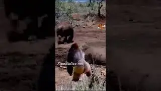 Горилла напала на носорога