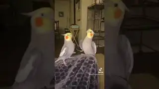 Cockatiel Birds singing and dancing together!