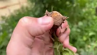 У нас ураган без урожая остались ,  и варю Варенье от оставшихся ягод вишни те что собрал