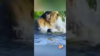 Крокодил напал на льва
