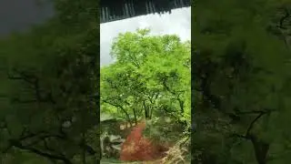 Kota to Rawatbhata #mukunda #forest #nachural #nature #travel #rawatbhata @monika #kota #rain