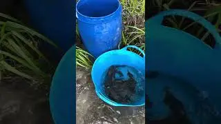 Выпускаем линей на развод!