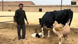 97796-21161,  50 ਕਿਲੋ ਦੁੱਧ ਵਾਲੀ ਐਚ ਐਫ ਗਾਂ ਸੇਲ ਪਿੰਡ ਧੌਲਾ ਜ਼ਿਲ੍ਾ ਬਰਨਾਲਾ