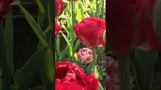 Нельзя не влюбиться в этот город!