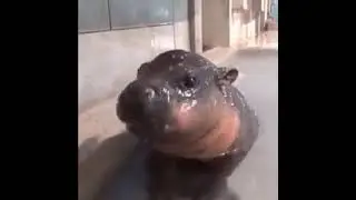 Top19: the Cutest Animals  19th is Pygmy Hippopotamus