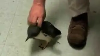 Пингвинчик хохочет