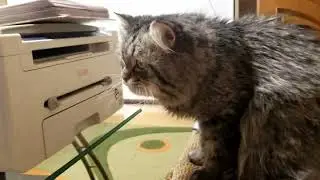 Котик никогда не видел такого кино!