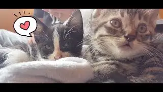 Meow love each other