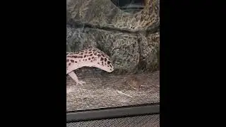 Leopard gecko . Eublepharis macularius.