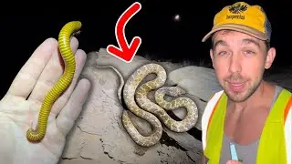 Rattlesnakes, Night Snakes and HUGE Bugs near the Texas/Mexico Border!