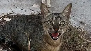 I Tried to Approach for feeding… But These Stray Cats Got Terrified!! 😺🐾