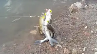 fishing catfish