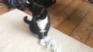 Cute cat (kitten) playing with paper and running around