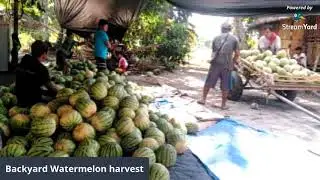 Watermelon live harvest