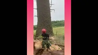 #treecutting